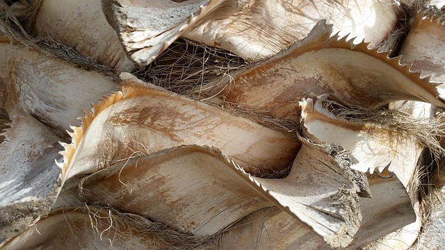 Free Bark Tree photo and picture