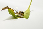 snail, leaf, brown