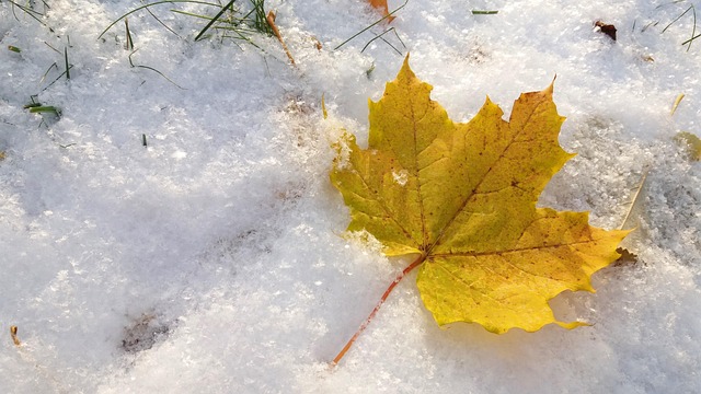 Free Fall Autumn photo and picture
