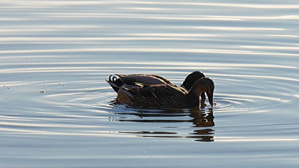 Pair Of Ducks Aquatic - Free photo on Pixabay - Pixabay