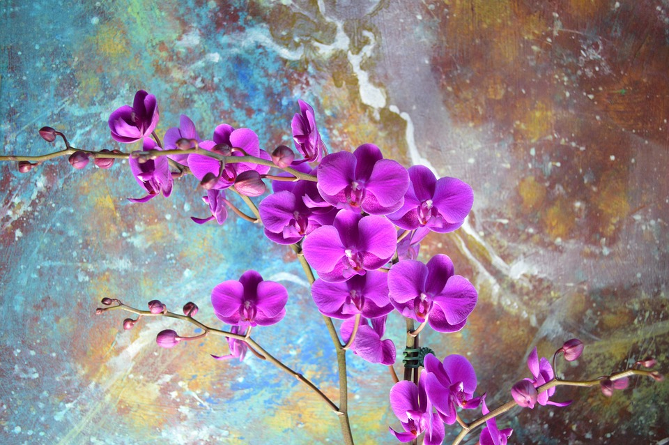 Orchid Magenta Art - Free photo on Pixabay