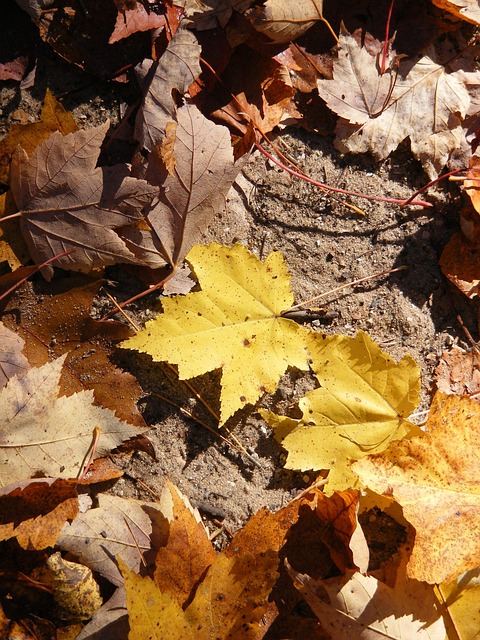 Blätter, Natur, Blatt, Licht, Saisonal