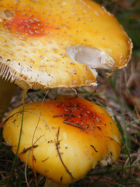 Pilz, Bunt, Farbe, Roh, Jahreszeit