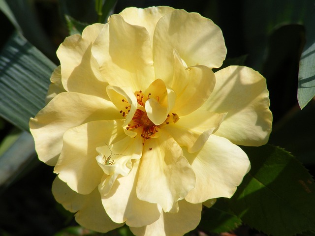 Rose, Gelb, Blume, Blumen, Pflanze
