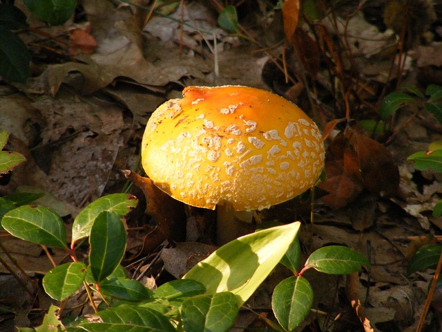 Pilz, Bunt, Herbst, Farbe, Roh, Frisch