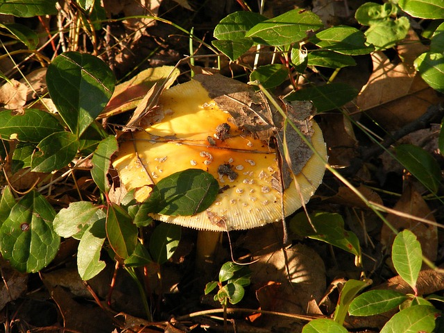 Pilz, Bunt, Herbst, Farbe, Roh, Frisch