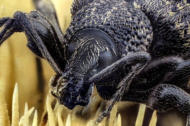 Free Weevil Bug photo and picture