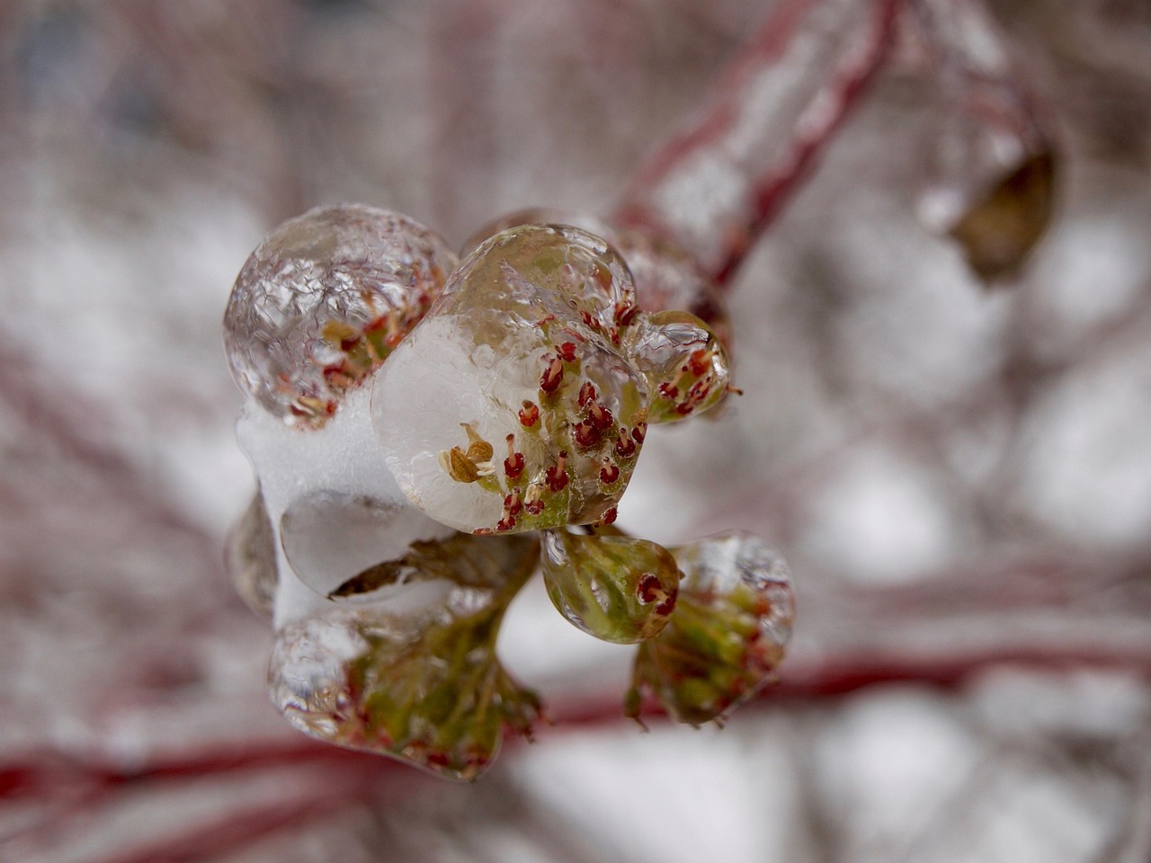 70+ Free Frozen Rain & Ice Rain Images Pixabay