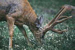 animal, animal photography, antlers