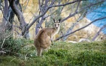 animal, branches, cute