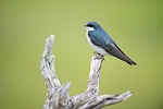 animal, avian, beak