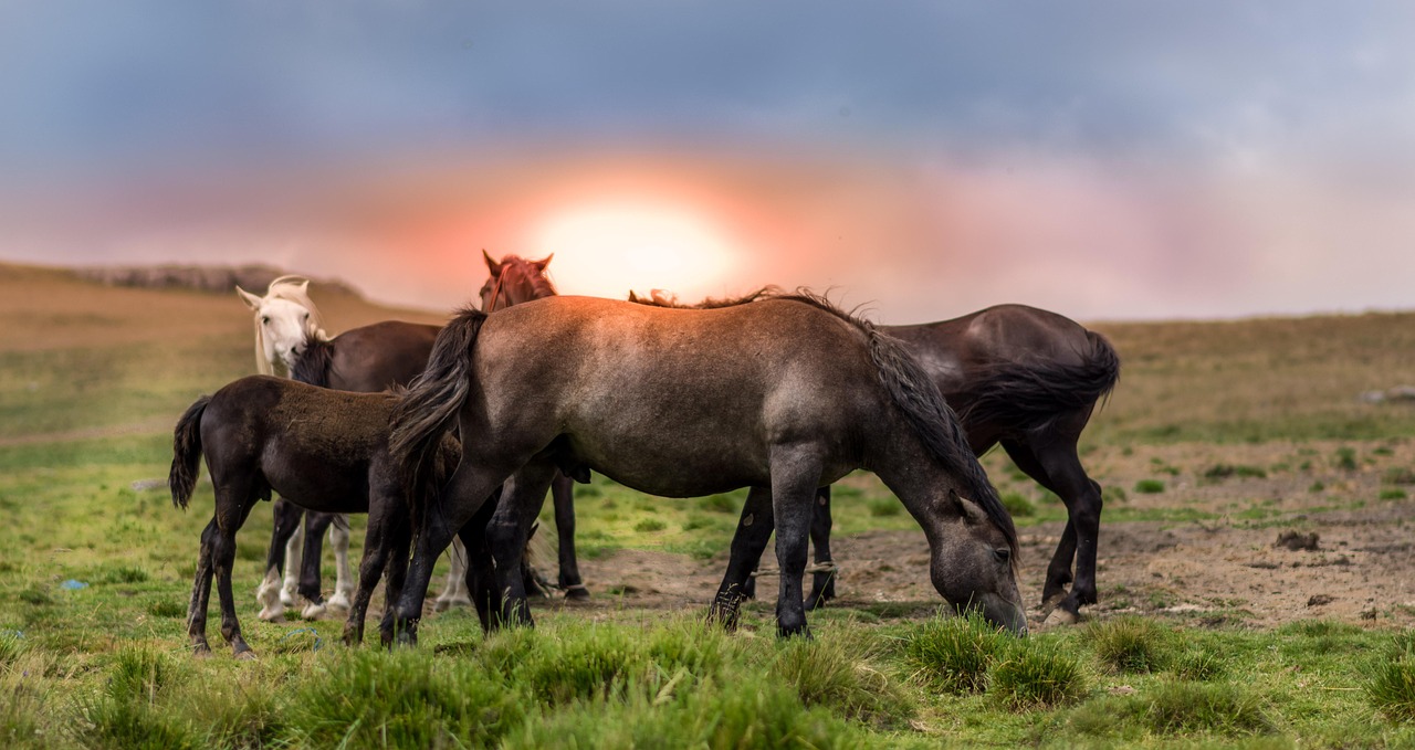 Agriculture - free online jigsaw puzzle photo