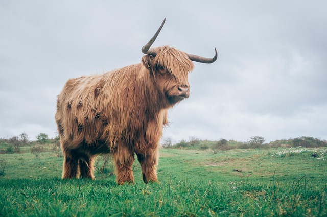 Free Highland Cattle Horns photo and picture
