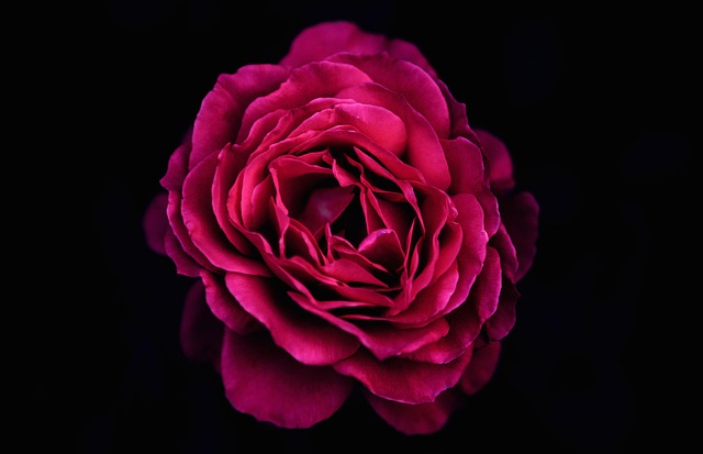 rose, flower wallpaper, flower background, pink, petals, flower, pink rose, rose flower, pink flower, pink petals, rose petals, bloom, blossom, beautiful flowers, nature, rose bloom, flora, single rose, single flower, rose wallpaper