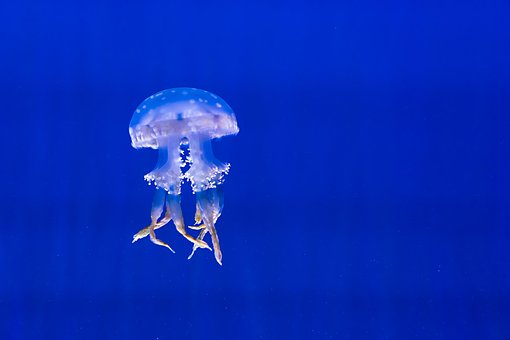 クラゲ 写真 無料イメージのダウンロード Pixabay
