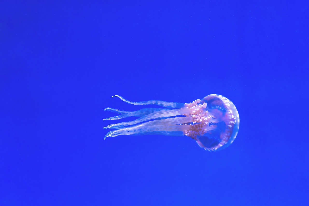 aquarium-1851003_1280.jpg