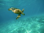 carapace, marine turtle, ocean