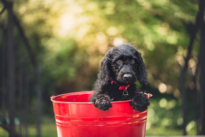 赤い子犬 写真 無料イメージのダウンロード Pixabay