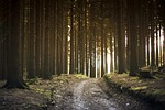 dirt road, forest, landscape