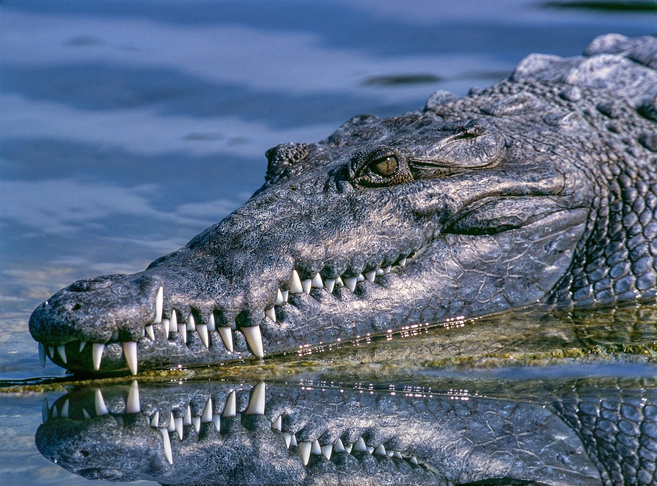 1 000 Free Crocodile Dandy Crocodile Images Pixabay