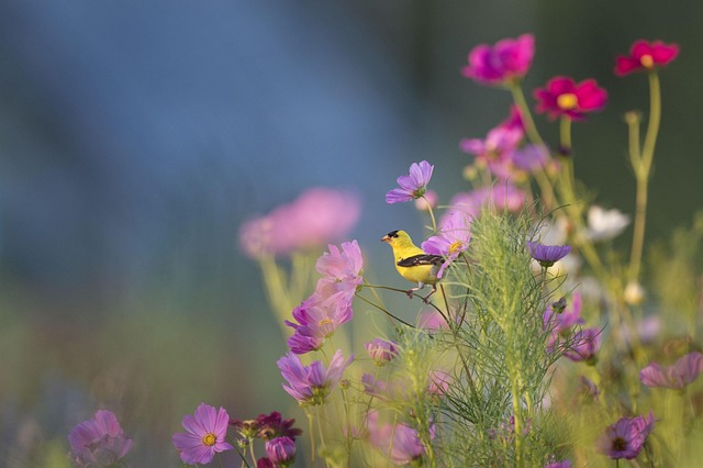 Free Flowers Bird photo and picture