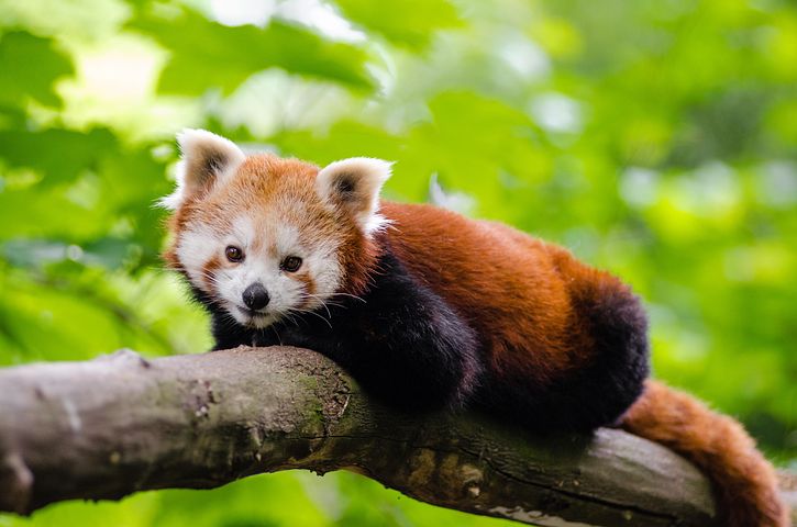 300+ kostenlose Red Panda und Roter Panda-Bilder - Pixabay