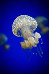 aquarium, aquatic, deep