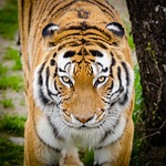 animal, bark, big cat