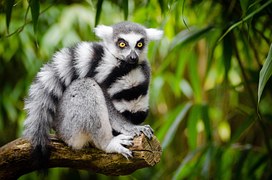 katta-lemur-catta-lemuren-kostenloses-foto-auf-pixabay