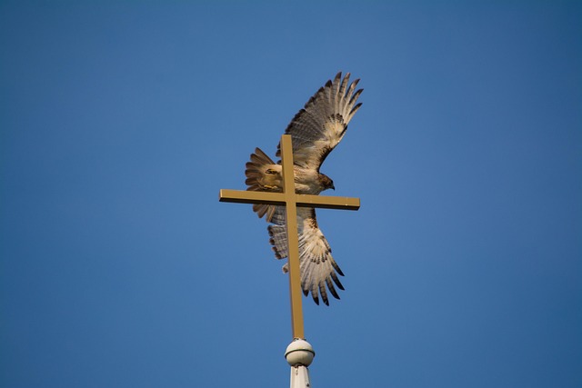 Falke, Kreuzen, Flug, Freiheit, Flügel