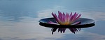 serenity, nature, flower
