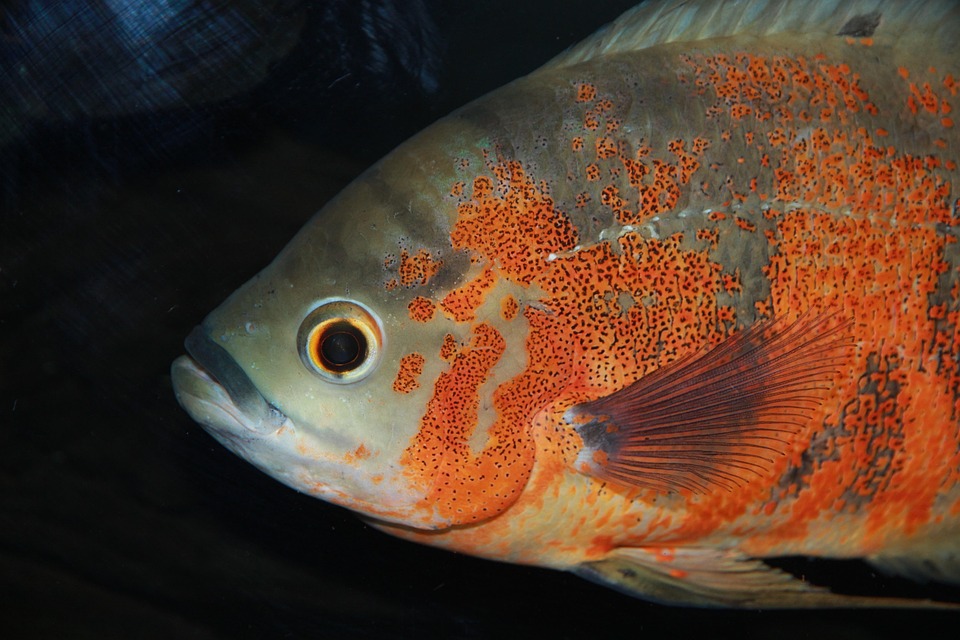 Astronotus 鱼眼斑星丽 Pixabay上的免费照片
