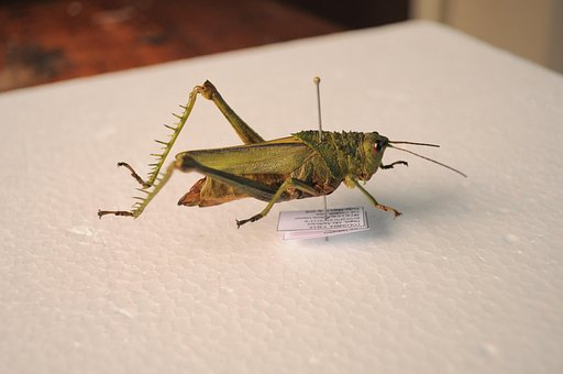 Lăcustă, Insectă, Entomologie, Aripă