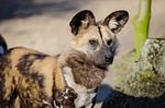 african wild dog, animal, animal photography