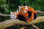animal, cuddle, cute