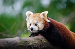 adorable, animal, animal photography