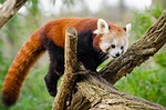 animal, cute, fur