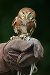 animal, beak, bird