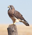 avian, bird, bird of prey