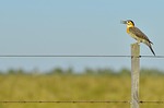 animal, barbed wire, beak