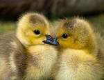 animal, baby, beak