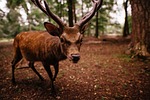 animal, antlers, buck
