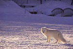 adorable, animal, animal photography