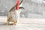 animal, avian, bard
