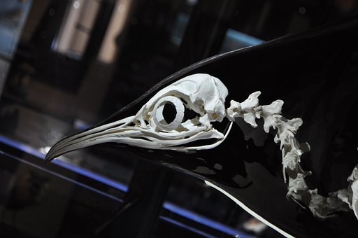 Pinguin, Schelet, Muzeu, Craniu