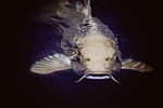 animal, catfish, fish