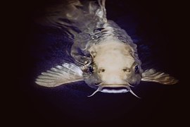 Aquarium Wels Schilderwels Kostenloses Foto auf Pixabay
