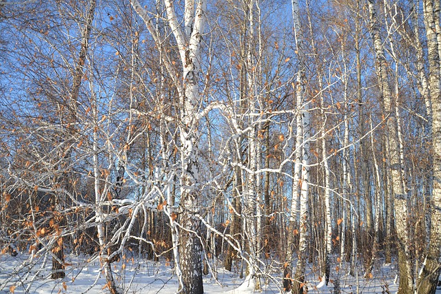 Free Birch Forest photo and picture