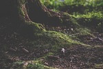 forest, forest floor, humus