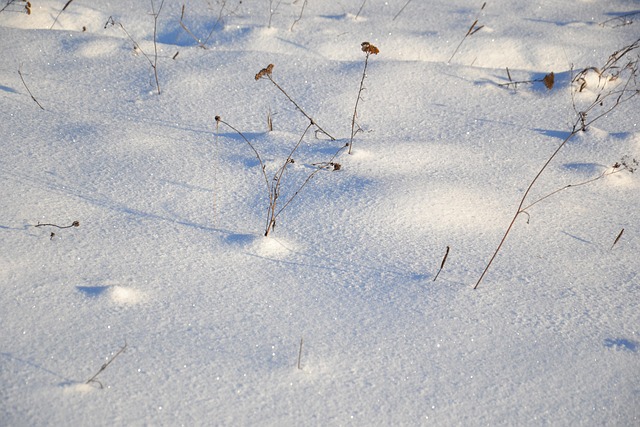 Free Winter Snow photo and picture